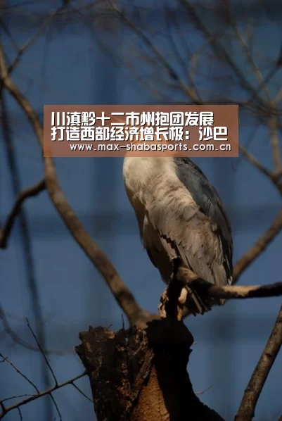 沙巴体育平台